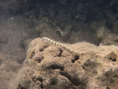 Corythoichthys haematopterus