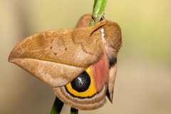 Automeris zugana