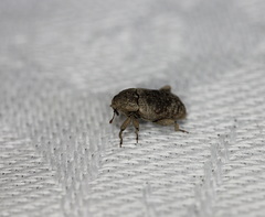 Mitrastethus australiae