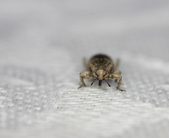 Mitrastethus australiae