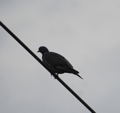 Columba palumbus