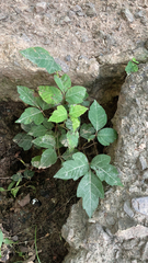 Toxicodendron radicans