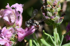 Triepeolus subnitens