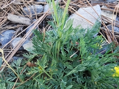 Tauschia hintoniorum