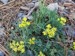 Tauschia hintoniorum