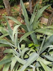 Agave angustiarum
