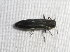 Agrilus bilineatus