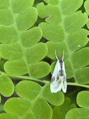 Cliniodes ostreonalis