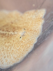 Leptoplanoidea