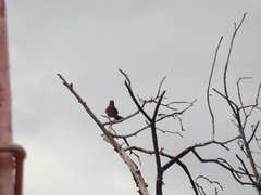 Turdus rufopalliatus