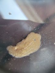 Leptoplanoidea