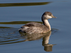 Hoary-Headed Grebe photo 4