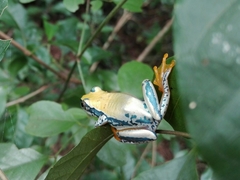 Three-Color Reed Frog photo 3