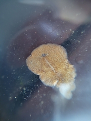 Leptoplanoidea