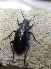 Calosoma macrum