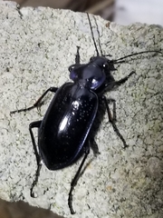 Calosoma macrum