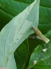Coleophora cornella
