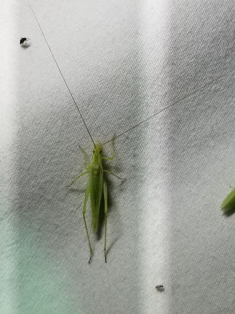Common Tree Crickets from Goldthwaite, TX 76844, USA on June 12, 2021 ...
