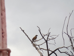Turdus rufopalliatus