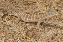 Varanus spenceri