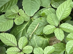 Tenodera sinensis