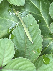 Tenodera sinensis