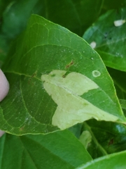 Coleophora cornella
