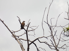Turdus rufopalliatus