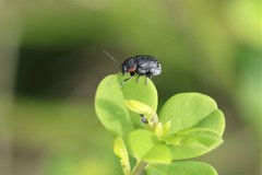 Pachybrachis luridus