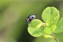 Pachybrachis luridus
