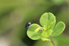 Pachybrachis luridus