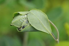 Anacampsis lupinella