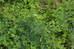 Anacampsis lupinella