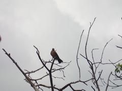 Turdus rufopalliatus