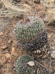 Echinofossulocactus zacatecasensis