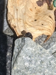 Sassacus cyaneus