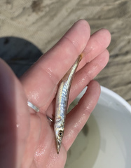 Sphyraena borealis