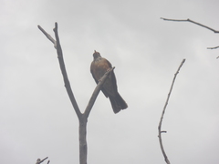Turdus rufopalliatus