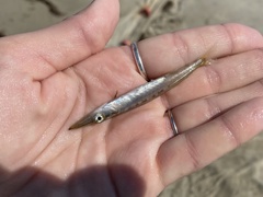 Sphyraena borealis