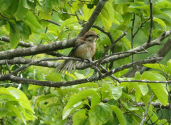 Lanius bucephalus