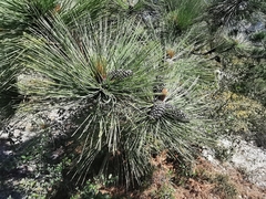 Pinus hartwegii