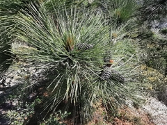 Pinus hartwegii