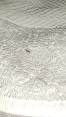 Dorymyrmex bicolor