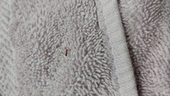 Dorymyrmex bicolor