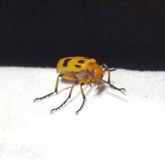 Pyrota fasciata