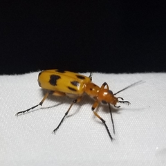 Pyrota fasciata