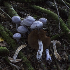 Cortinarius contulmensis