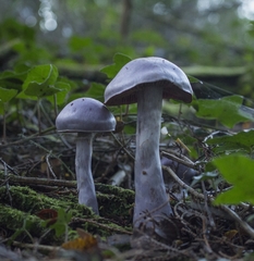 Cortinarius contulmensis