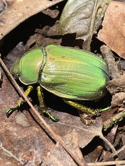Chrysina laniventris