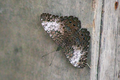 Hamadryas amphichloe